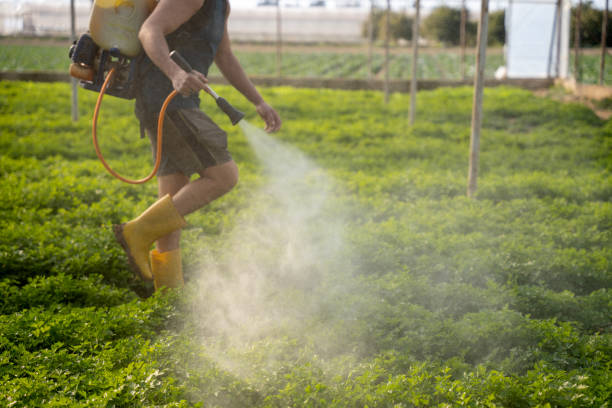 Best Pest Removal Services  in Dewey Humboldt, AZ