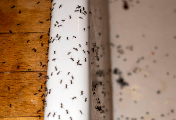 Professional Pest Control in Dewey Humboldt, AZ