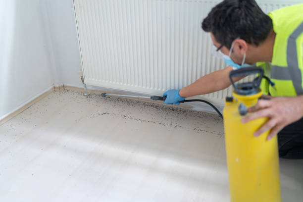 Best Wasp Removal Services  in Dewey Humboldt, AZ